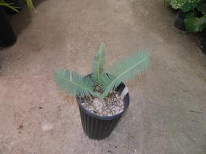 DIOON EDULE VARIETY TAMAULIPAS GLAUCOUS GREEN THIN LEAF MEXICAN CYCAD