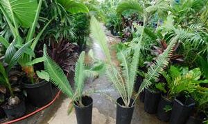 DIOON HOLMGRENII RARE MEXICAN DIOON CYCAD