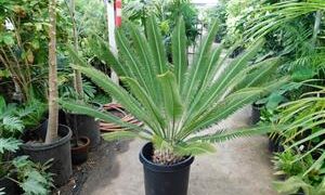 DIOON MEROLAE A SMALLER MEXICAN CYCAD