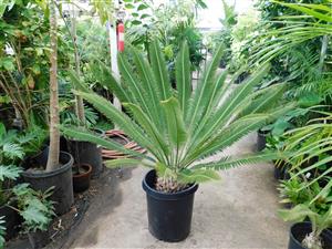 DIOON MEROLAE A SMALLER MEXICAN CYCAD