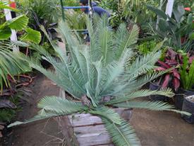 DIOON EDULE BLUE QUERETERO VARIETY