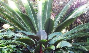 DIOON SPINULOSUM A CUSTOMER FAVORITE CYCAD GREEN LEAVES, ELEGANT