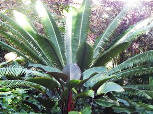 DIOON SPINULOSUM A CUSTOMER FAVORITE CYCAD GREEN LEAVES, ELEGANT