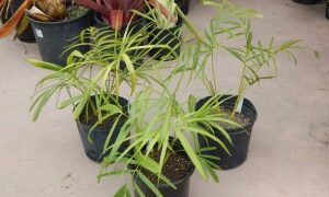 DYPSIS BARONII IDEAL RARE SUCKERING MADAGASCAR PALM