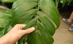 DYPSIS LANCEOLATA NATIVE TO COMORO ISLANDS USUALLY A SUCKERING PALM