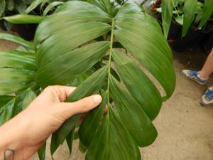 DYPSIS LANCEOLATA NATIVE TO COMORO ISLANDS USUALLY A SUCKERING PALM