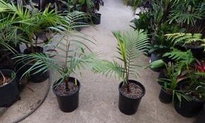 DYPSIS LEPTOCHEILOS THE TEDDY BEAR PALM