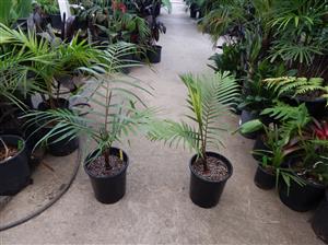 DYPSIS LEPTOCHEILOS THE TEDDY BEAR PALM