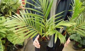 DYPSIS LEPTOCHEILOS THE TEDDY BEAR PALM