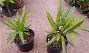 DYPSIS PEMBANA SINGLE TRUNK OR SUCKERING NATIVE TO PEMBA ISLAND