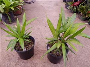 DYPSIS PEMBANA SINGLE TRUNK OR SUCKERING NATIVE TO PEMBA ISLAND
