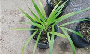 DYPSIS ALBOFARINOSA CLUMPING MADAGASCAR PALM WHITE CROWN SHAFTS – VERY RARE