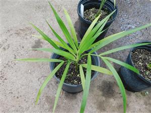 DYPSIS ALBOFARINOSA CLUMPING MADAGASCAR PALM WHITE CROWN SHAFTS – VERY RARE