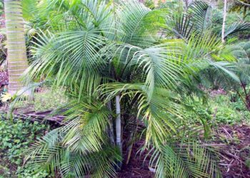 DYPSIS ALBOFARINOSA CLUMPING MADAGASCAR PALM WHITE CROWN SHAFTS – VERY RARE