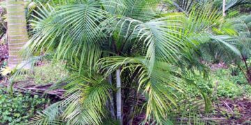 DYPSIS ALBOFARINOSA CLUMPING MADAGASCAR PALM WHITE CROWN SHAFTS – VERY RARE