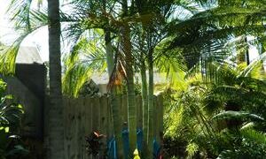 DYPSIS BARONII RARE MADAGASCAR PALM