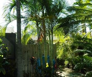 DYPSIS BARONII IDEAL RARE SUCKERING MADAGASCAR PALM