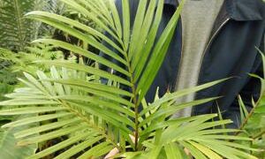 DYPSIS LEPTOCHEILOS THE TEDDY BEAR PALM