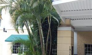 SUCKERING PALM SPECIES FORM MULTIPLE TRUNKS NATURALLY