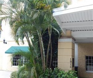 SUCKERING PALM SPECIES FORM MULTIPLE TRUNKS NATURALLY