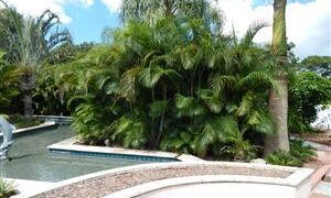 DYPSIS LUTESCENS THE ARECA PALM