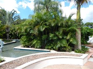 DYPSIS LUTESCENS THE ARECA PALM