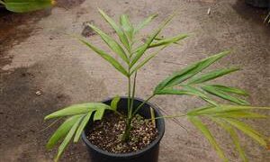 DYPSIS PEMBANA SINGLE TRUNK OR SUCKERING NATIVE TO PEMBA ISLAND
