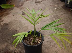 DYPSIS PEMBANA SINGLE TRUNK OR SUCKERING NATIVE TO PEMBA ISLAND