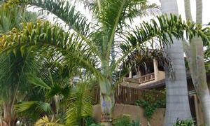 DYPSIS PRESTONIANA VERY RARE SINGLE TRUNK PALM FROM MADAGASCAR
