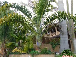 DYPSIS PRESTONIANA VERY RARE SINGLE TRUNK PALM FROM MADAGASCAR