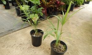 DYPSIS SAINTELUCEI SINGLE TRUNK – WHITE CROWN SHAFT NATIVE TO MADAGASCAR