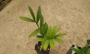 ASSORTED CYCAD SEEDLINGS VARIOUS SPECIES