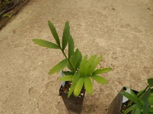 ASSORTED CYCAD SEEDLINGS VARIOUS SPECIES