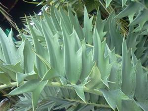 ENCEPHALARTOS ARENARIUS – BLUE & GREEN VARIETIES RARE SOUTH AFRICAN CYCAD
