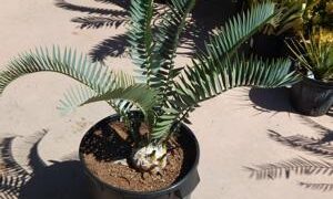 ENCEPHALARTOS LONGIFOLIUS – BLUE FORM MEDIUM TO LARGE RARE SOUTH AFRICAN CYCAD