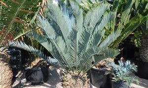 ENCEPHALARTOS LONGIFOLIUS X ENCEPHALARTOS PRINCEPS POTENTIALLY A GREAT HYBRID CYCAD FROM TWO BLUE PARENTS