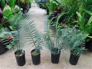 ENCEPHALARTOS AEMULANS RARE GREEN SOUTH AFRICAN CYCAD