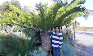 ENCEPHALARTOS ALTENSTEINII LARGER GREEN CYCAD FROM SO AFRICA