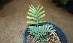 ENCEPHALARTOS ARENARIUS – BLUE & GREEN VARIETIES RARE SOUTH AFRICAN CYCAD