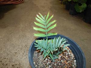ENCEPHALARTOS ARENARIUS – BLUE & GREEN VARIETIES RARE SOUTH AFRICAN CYCAD