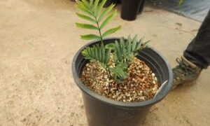 ENCEPHALARTOS ARENARIUS – BLUE & GREEN VARIETIES RARE SOUTH AFRICAN CYCAD