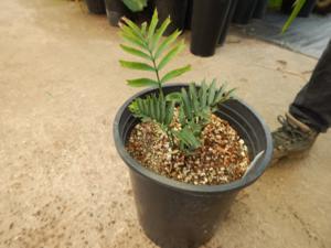 ENCEPHALARTOS ARENARIUS – BLUE & GREEN VARIETIES RARE SOUTH AFRICAN CYCAD