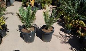 ENCEPHALARTOS CERINUS DWARF SOUTH AFRICAN SPECIES