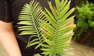 ASSORTED CYCAD SEEDLINGS VARIOUS SPECIES