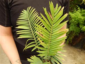 ASSORTED CYCAD SEEDLINGS VARIOUS SPECIES