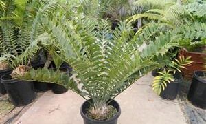 ENCEPHALARTOS FEROX SOUTH AFRICAN CYCAD
