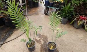 ENCEPHALARTOS KISAMBO EXOTIC CENTRAL AFRICAN CYCAD