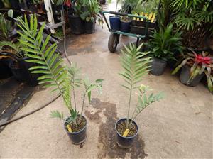 ENCEPHALARTOS KISAMBO EXOTIC CENTRAL AFRICAN CYCAD