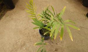 ENCEPHALARTOS LAURENTIANUS THE GIANT KWANGO CYCAD SPECTACULAR CENTRAL AFRICAN CYCAD