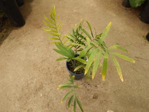 ENCEPHALARTOS LAURENTIANUS THE GIANT KWANGO CYCAD SPECTACULAR CENTRAL AFRICAN CYCAD